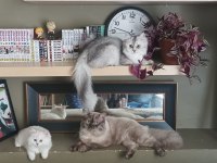 British longhair kızımıza yeni yuva