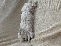 Kore maltese terrier