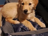 3 Aylık Yavru Golden Retriever