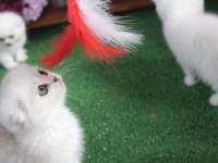 Full şecereli scottish fold yavrularım