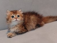 SAFKAN BRITISH GOLDEN ERKEK YAVRU