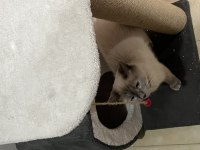 British shorthair kedimize acil yuva aranıyor