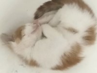 VETERİNER HEKİMDEN SOKAKTAN KURTARILMIŞ YAVRU KEDİMİZ