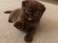 Özel Renk Çikolata Scottish Fold