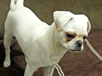 Beyaz pug aşıları cipi karnesi tam eksiksiz pug