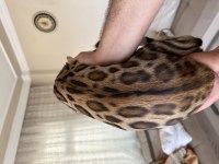 Saf kan bengal