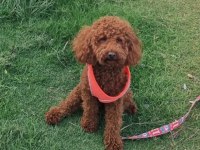 Toy Poodle Red Brown Kore safkan dişi-erkek yavrular