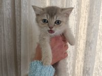 British shorthair bebekler