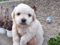 Erkek Maltese