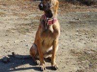 Belçika Kurdu (Malinois)