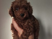 2.5 Aylık Toy Poodle