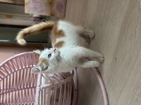 Ücretsiz kedimiz güzel yuva arıyoruz