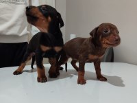 Doberman yavrusu