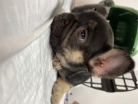 Egzotik Black And Tan Fullfy Taşıyıcı Erkek French Bulldog