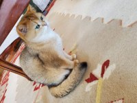 Ny golden british shorthair
