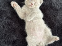 SAFKAN SCOTTİSH FOLD KEDİSİ YAVRUSU