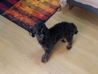 Mama Karşılığı Orjinal Erkek Toy Poodle