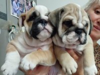 ORİJİNAL IRK INGILIZ BULLDOG YAVRULARIMIZ