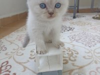 Boncuk Gözlü British Shorthair