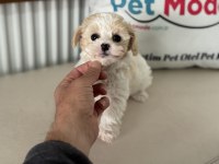 Petmode köpek çifrliğinden tea cup morkie yavrularımız