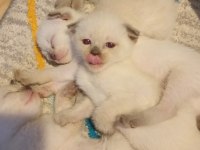 Scottish fold ve siyam yavruları