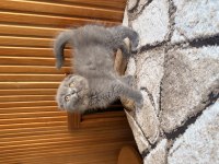 Üst Kalite Scottish Fold Bebekleri