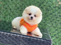 Sağlık Ve Irk Garantili Pomeranian