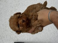 Poodle aşılı köpeğimiz