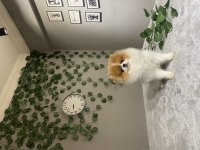 Teddy Face Pomeranian Irkın En İyi Ve En Nadir Renklerinden