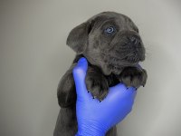 Cane Corso Yavru Denizli