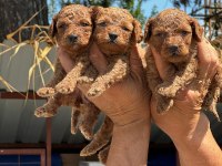 TOY POODLE MUHTEŞEM BEBEKLERİMİZ