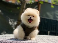 Pomeranian Teddy Bear Yavru Köpeklerimiz