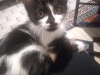 YALNIZ KALAN SMOKİN KIZ KEDİMİZ YUVA ARIYOR