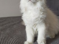 British Longhair ve Scottish Straight Kedilerim