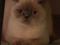 3 Yaşında Dişi Scottish Fold Blue Point