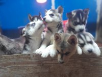 Orjinsl husky yavrularimiz