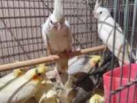 Albino sultan papağanı bulunur