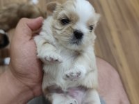 0 numara orijinal safkan şecereli shih tzu yavruları 3 erkek