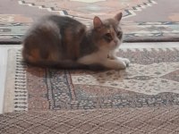 9 aylık kısırlaştırılmış dişi kedim