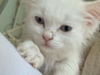 British shorthair yavru