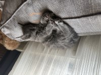 Mama karşılığı british shorthair sahiplendirme
