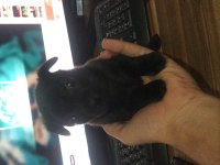 Yavru chihuahua