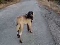 Panter soyu kangal dişi