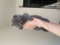 Dişi ve Erkek british shorthair yavrular