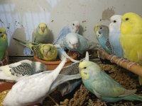 25 Adet Yeni Yavru Muhabbet Kuşu
