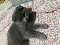 Scottish fold 5 aylık