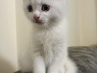 British Shorthair Beyaz