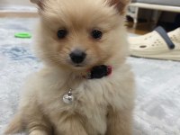 Acil pomeranian