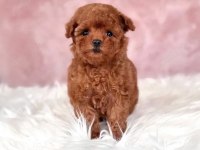 KORE TOY POODLE YAVRULARI ANKARA