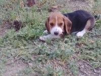 Türkiye Geneli Gönderimli Beagle Yavruları